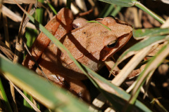 Braunfrosch