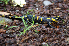 Feuersalamander