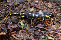 Feuersalamander