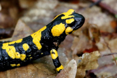 Feuersalamander
