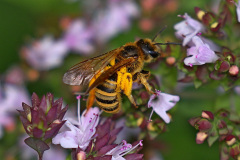 Gelbbindige Furchenbiene