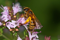 Gelbbindige Furchenbiene