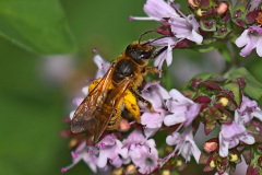 Gelbbindige Furchenbiene