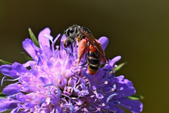 Knautien-Sandbiene