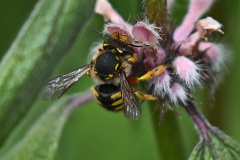 Große Wollbiene