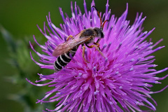 Sechsbandige Furchenbiene