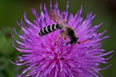 Sechsbandige Furchenbiene