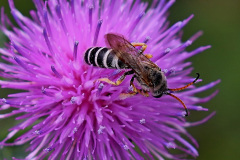 Sechsbandige Furchenbiene