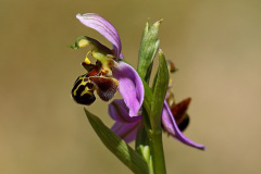 Bienen-Ragwurz