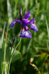 Sibirische Schwertlilie