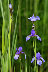 Sibirische Schwertlilie