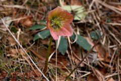 Schneerose