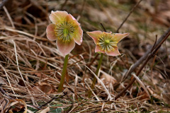 Schneerose