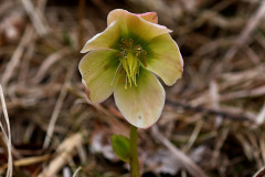 Schneerose