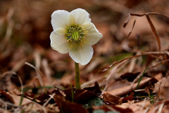 Schneerose