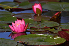 Rote Seerose