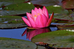 Rote Seerose