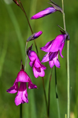 Sumpf-Gladiole