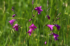 Sumpf-Gladiole