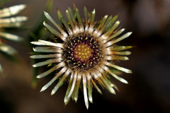 Golddistel