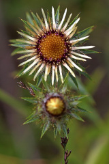 Golddistel