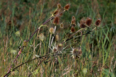 Wilde Karde