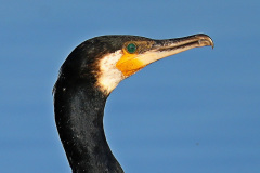 Kormoran