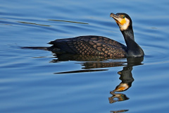 Kormoran