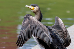 Kormoran