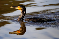 Kormoran