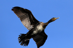 Kormoran