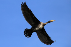 Kormoran