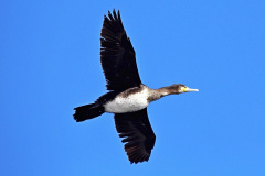 Kormoran