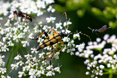 Gefleckter Schmalbock
