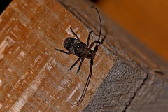 Mesosa nebulosa