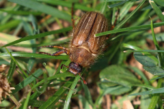Gerippter Brachkäfer