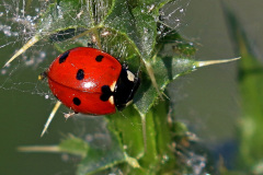 Siebenpunkt Marienkäfer