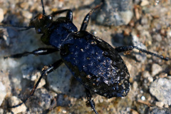 Grubenlaufkäfer