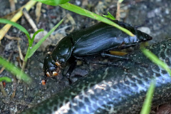 Schwarzer Totengräber