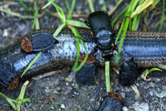 Schwarzer Totengräber