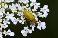 Schwefelkäfer