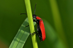 Scharlachroter Feuerkäfer