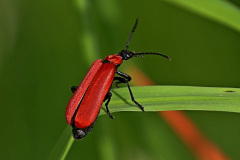 Scharlachroter Feuerkäfer