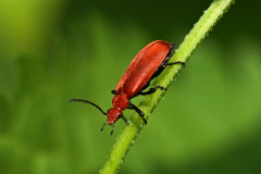 Rotköpfiger Feuerkäfer