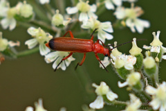 Roter Weichkäfer