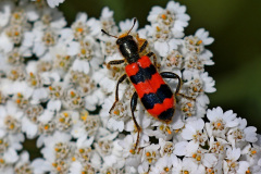Gemeiner Bienenkäfer
