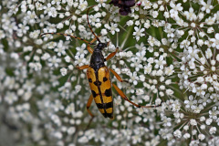 Gefleckter Schmalbock