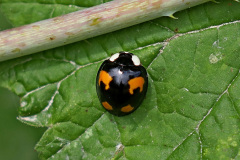 A. Marienkäfer