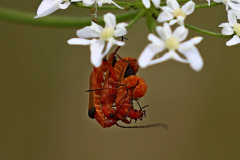 Roter Weichkäfer