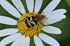 Gebänderter Pinselkäfer